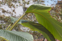 Calathea misantlensis